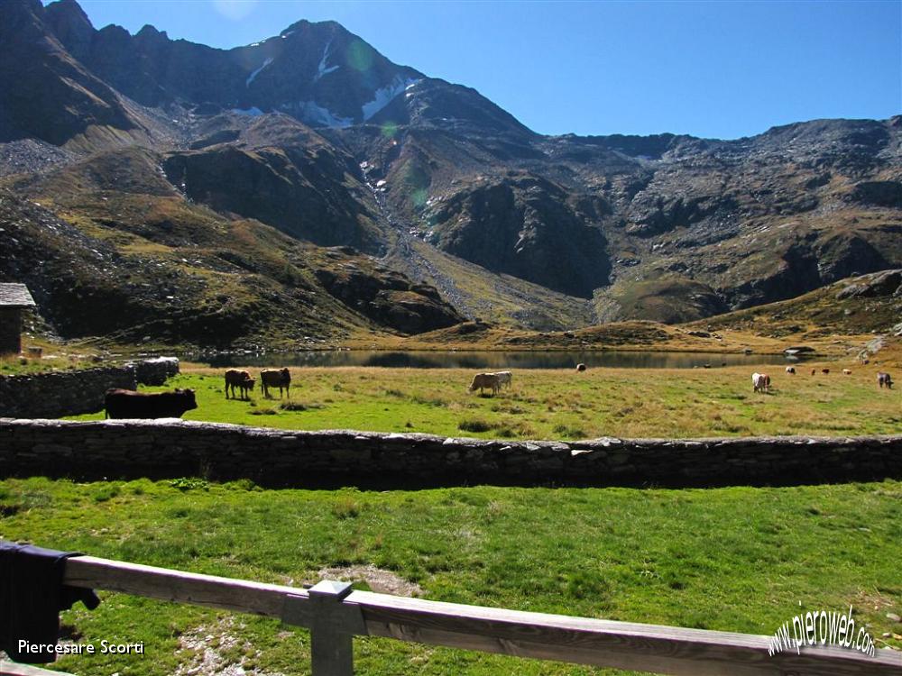 48 pascoliamo dove il prato e piu' verde.JPG